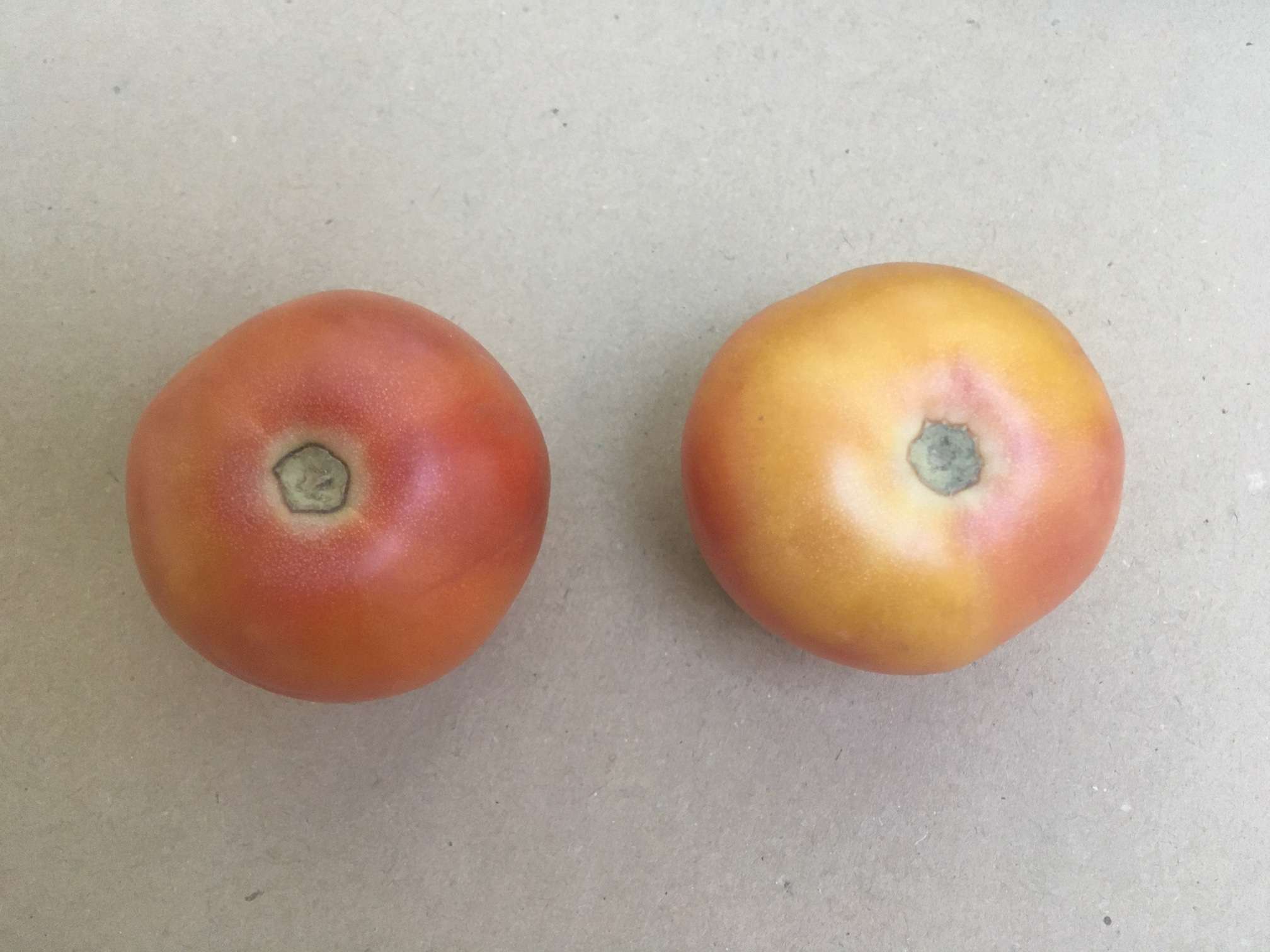 color tomacons